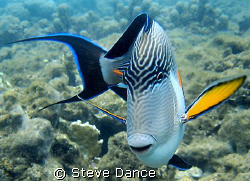 Sohal Surgeonfish: Very common in the red sea and not too... by Steve Dance 